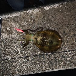 白木漁港エギング