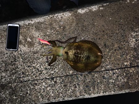 白木漁港エギング