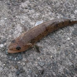 アジング　タチウオいね〜