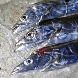 マヅメのラッシュがない