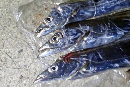 マヅメのラッシュがない