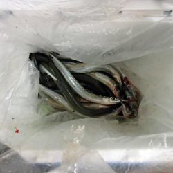 高活性 淀川サヨリ釣り