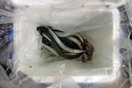 高活性 淀川サヨリ釣り