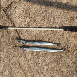 冷え込みの影響？