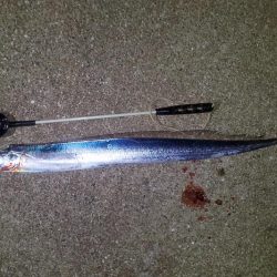 今シーズン初、タチウオつ抜け