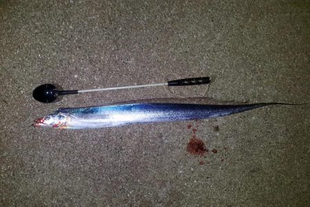 今シーズン初、タチウオつ抜け