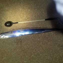 タチウオ 連続ツ抜け アジ好調