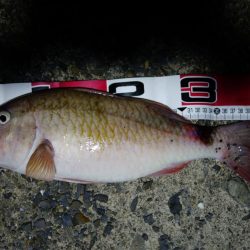 早上がりしました。