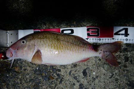 早上がりしました。