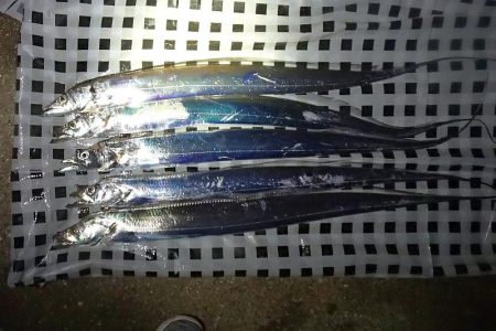 食いこみの悪いタチウオに翻弄される