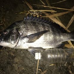 久しぶりの淀川河口でのキャスト