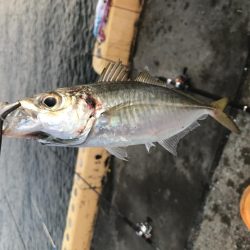 タチウオに飲ませでツバスにサビキでデカアジ