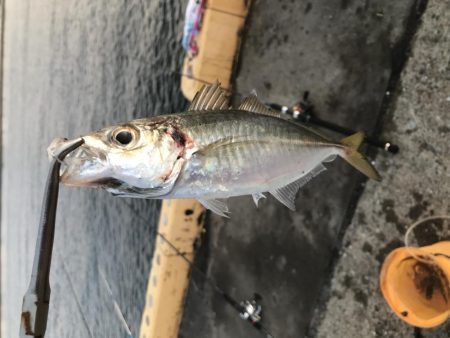 タチウオに飲ませでツバスにサビキでデカアジ