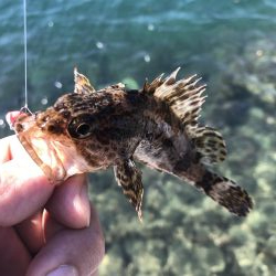 久しぶりにライトゲーム