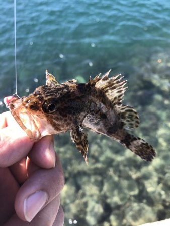 久しぶりにライトゲーム