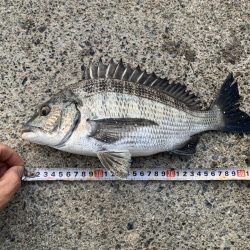 まさかのヒラメ