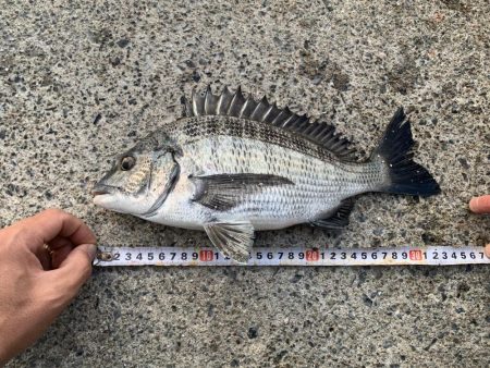 まさかのヒラメ