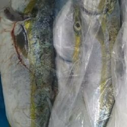 まあまあ釣れた