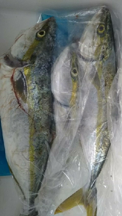 まあまあ釣れた