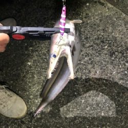 タチウオ狙いのはず