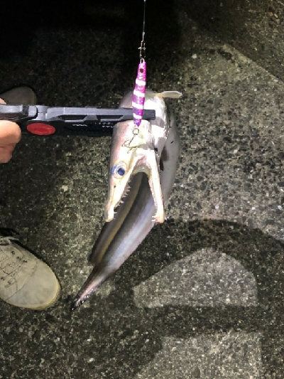 タチウオ狙いのはず