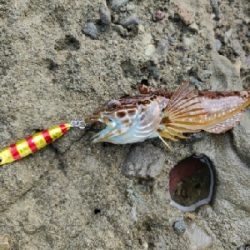 能登半島で五目