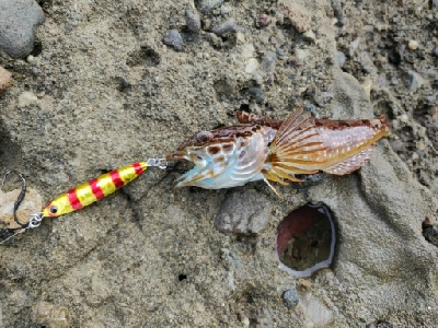 能登半島で五目