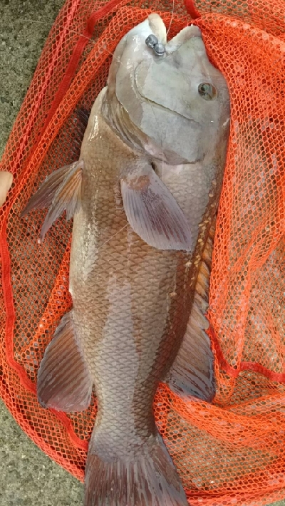 強引な引っぱりにドキドキ！