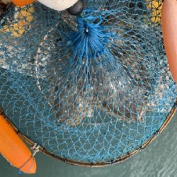 ヒラメ大量接岸 急げC=C=＼(;・_・)／