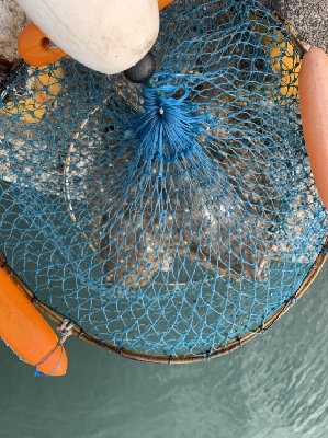 ヒラメ大量接岸 急げC=C=＼(;・_・)／