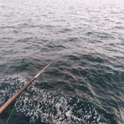 エサはキビナゴで(>_<)