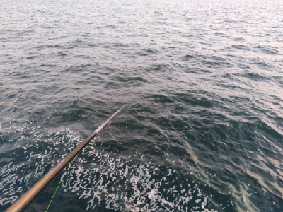 エサはキビナゴで(>_<)