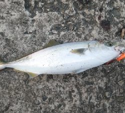 思ったより釣れず
