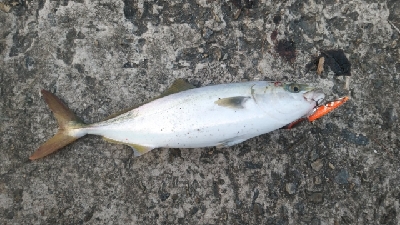 思ったより釣れず