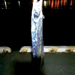 ワインドでタチウオ