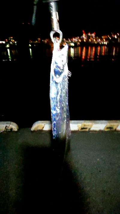 ワインドでタチウオ