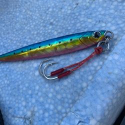 回遊してますね