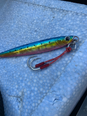 回遊してますね