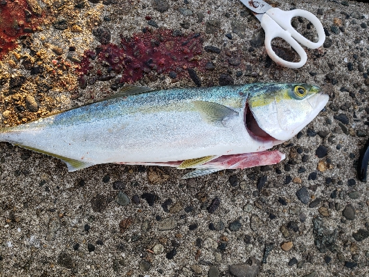 ツバスのようなハマチ