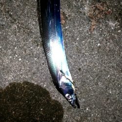 時合いなく単発