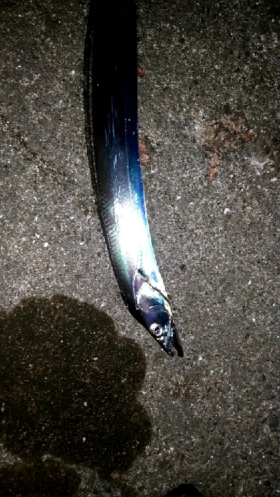 時合いなく単発