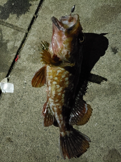 昨日のリベンジ(^-^)