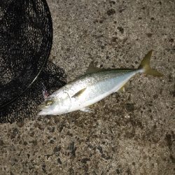 ショアジギング