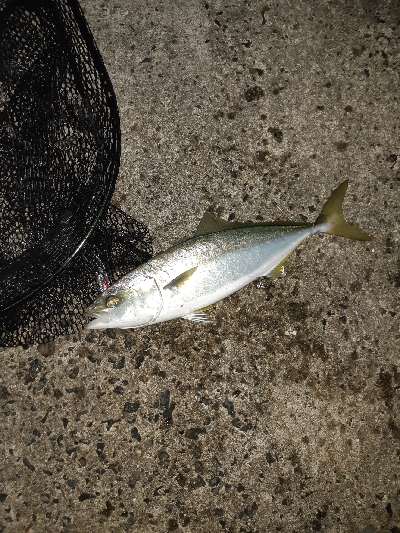 ショアジギング