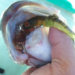 2019年11月9日津風呂湖釣行