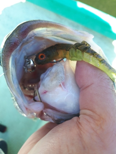 2019年11月9日津風呂湖釣行