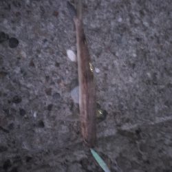 あかんかったー(泣)