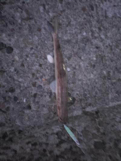 あかんかったー(泣)