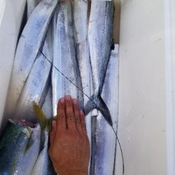 まだまだいける。