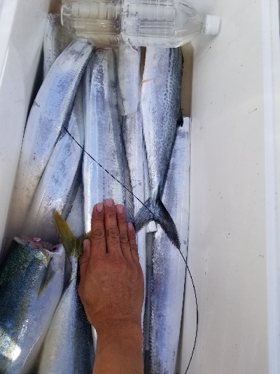 まだまだいける。